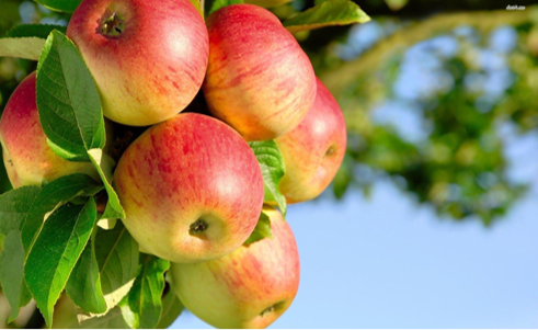 Titelbild Thema Obstbäume, Beerensträucher u. Nüsse